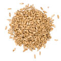 Lightly Peated 25 kg knust Max 10 EBC - Viking Malt