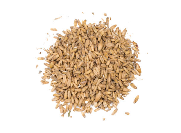 Oat Malt - Viking Malt - Havremalt 3-6,5 EBC