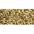 Cornish Gold Malt 1 kg Hel 22-26 EBC - Simpsons Malt