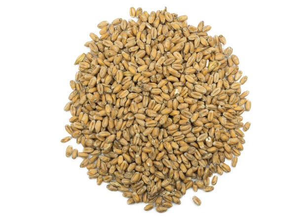 Wheat Malt fra Viking Malt - Hvetemalt