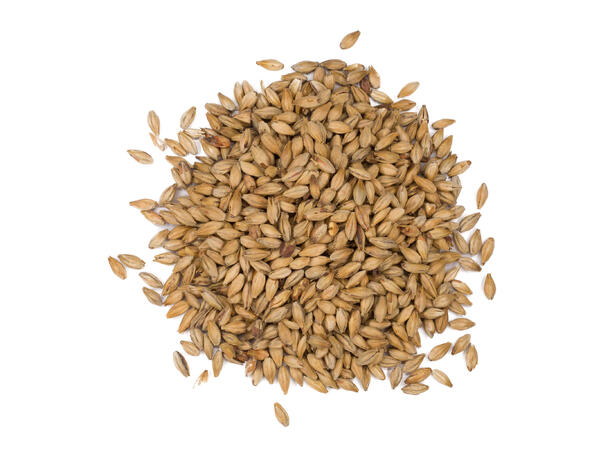 Munich Dark - Viking Malt - 20-24 EBC