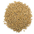 Viking Wheat Malt 25 kg knust 3-5,5 EBC - Viking Malt