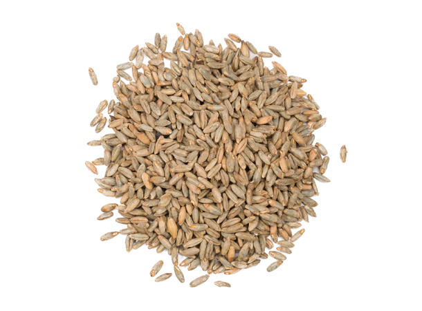 Rye Malt - Rugmalt