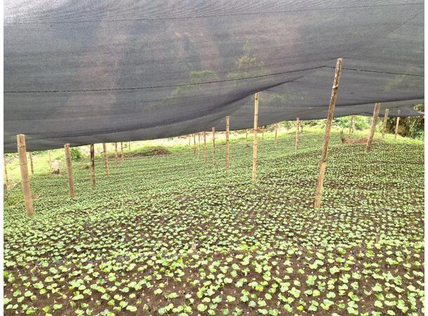 Carlos' de Santa Bárbara 250g Presskannemalt